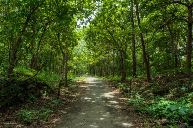 Güney Hindistan, Kerala, Trissur bölgesinde bulunan Asurankund barajındaki orman yolu.