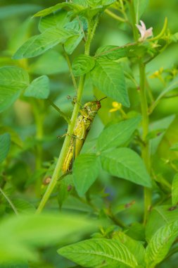 Çimlerin üzerinde çekirge