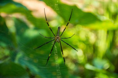 Nephila pilipes spider image clipart