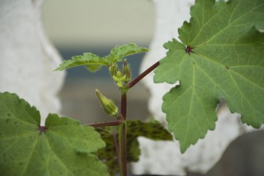 Okra, known in many English-speaking countries as ladies' fingers or ochro, is a flowering plant in the mallow family clipart