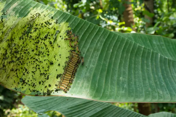 stock image Instars on banana leaf 