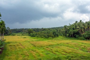 Beautiful keral landscape seen in a rainy season clipart