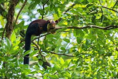 Indian Giant Squirrel at Attappadi, Kerala clipart