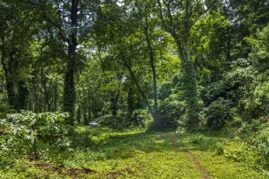 Palakkad bölgesinde yer alan Attappadi Ormanı 'nın güzel manzarası Kerala, Güney Hindistan
