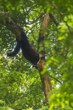 Indian Giant Squirrel at Attappadi, Kerala clipart