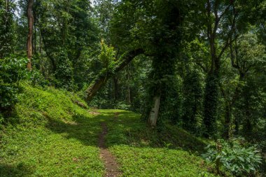 Attappadi, Kerala 'da orman geçidi.