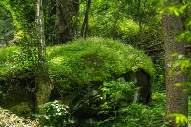 Attappadi, Kerala 'da kayadaki kır çiçekleri 