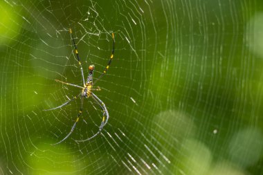 Nephila pilipes örümcek ağda