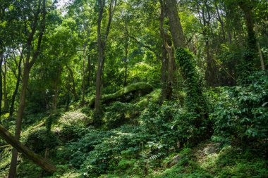 Kerala 'da vahşi doğa