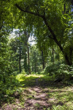 Kerala 'da vahşi doğa