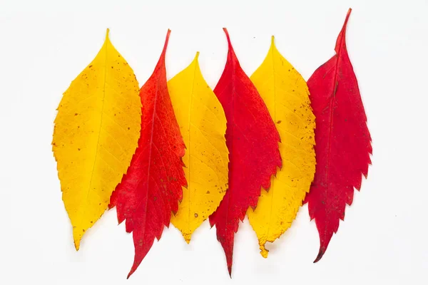 Six Red Yellow Leaves White Background Autumn Colors Color Composition — Stock Photo, Image