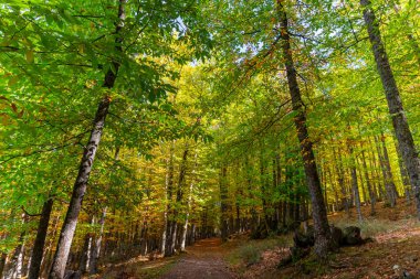 Sonbahar atmosfer fotoğrafçılığı. Chestnut Ormanı. Yol kestane yapraklarıyla kaplı..