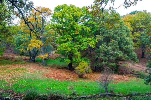 秋天的大气摄影栗树森林 铺满栗树叶子的小路 — 图库照片