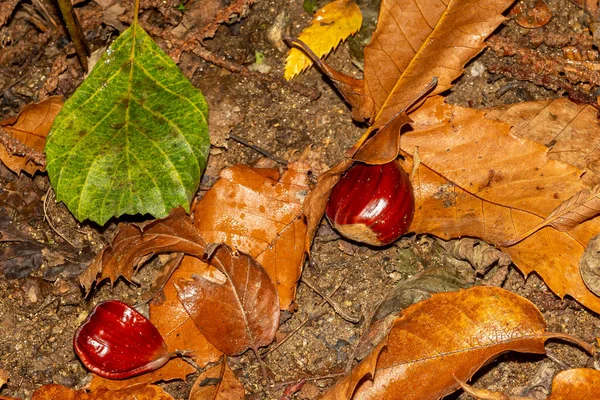 Chestnuts inside the spiked sheath that covers it. Typical autumn fruits. Forest fruits. Healthy food. Chestnut forest.