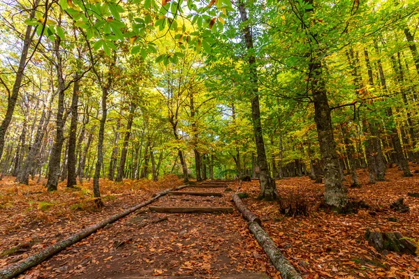 Autumn Atmosphere Photography Chestnut Forest Path Covered Chestnut Leaves — Stock Photo, Image