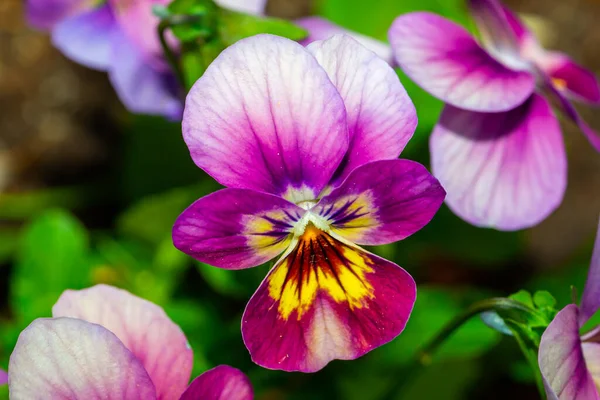 Viola Cornuta Bunga Musim Bunga Musim Gugur Foto Makro — Stok Foto