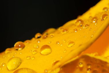 Sarı gül yapraklarına su damlaları. Su damlalarının makro fotoğrafı. Sonbahar yağmuru.