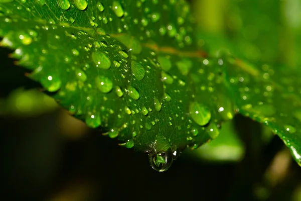 Water Drops Green Leaves Macro Photo Water Drops Autumn Rain — Stock Photo, Image