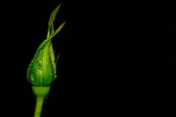 Krople Wody Zielonych Liściach Makro Zdjęcie Kropel Wody Jesienny Deszcz — Zdjęcie stockowe