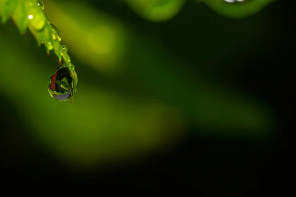 Капли Воды Зеленых Листьях Макрофотография Капель Воды Осенний Дождь — стоковое фото
