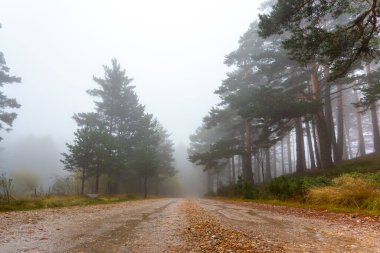 Dağ yolu ağaçlar ve bitki örtüsüyle kaplı. Sonbahar manzarası. Sisli bir gün. Dağ manzarası. Nemli iklim.