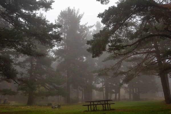 Βουνό Γεμάτο Ομίχλη Δέντρα Και Βλάστηση Φθινοπωρινό Τοπίο Ομιχλώδης Μέρα — Φωτογραφία Αρχείου
