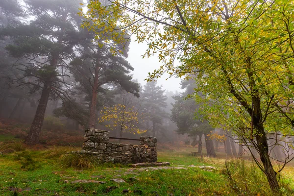 Góra Pokryta Mgłą Drzewa Roślinność Jesienny Krajobraz Mglisty Dzień Górski — Zdjęcie stockowe