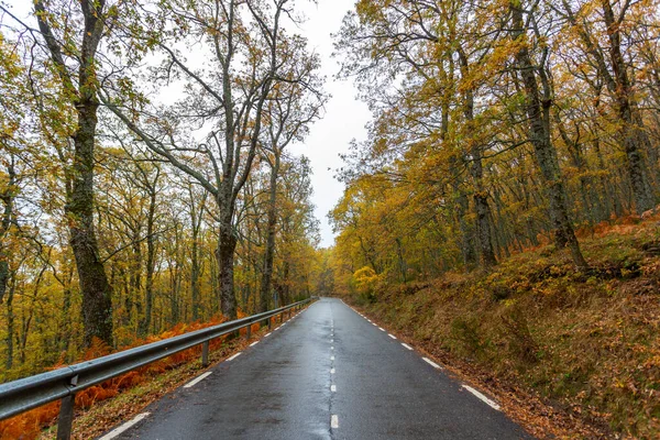 Mountain Road Covered Trees Vegetation Autumn Landscape Foggy Day Mountain — Stock Photo, Image