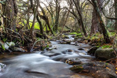Kızgın dağ nehri. Sonbaharda dağ manzarası. Nehrin akışı taşlarla dolu. Sierra 'nın su ve bitki örtüsü. Sierra de Madrid Nehri.