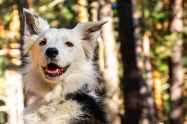 Dağlarda siyah beyaz bir çoban köpeği. Saf köpek kameraya poz veriyor. Dost hayvanlar. İnsanın En İyi Arkadaşı.