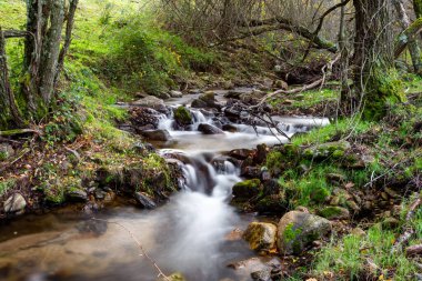 Kızgın dağ nehri. Sonbaharda dağ manzarası. Nehrin akışı taşlarla dolu. Sierra 'nın su ve bitki örtüsü. Sierra de Madrid Nehri.