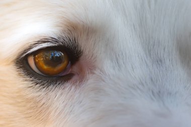 Kahverengi gözlü bir köpeğin makro fotoğrafı. Collie cinsi bir köpeğe yakın plan. Hayvan gözü..