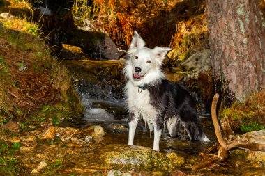 Dağlarda siyah beyaz bir çoban köpeği. Saf köpek kameraya poz veriyor. Dost hayvanlar. İnsanın En İyi Arkadaşı.