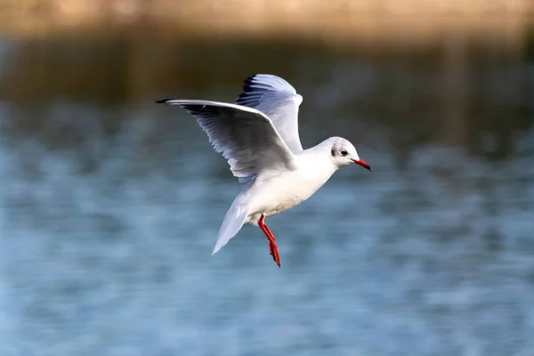 Grey-winged Gull in flight over a pond. small birds. sea birds. Bird with open wings.
