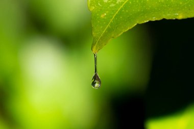 Drop of water at the tip of a green leaf. Vegetation wet from the rain. Green leaves on a rainy day. Macro photo of a drop of water on the tip of a leaf.