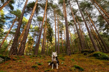 Border Collie breed dog sitting looking at the camera. Sheepdog in the mountains. Domestic animals outdoors.
