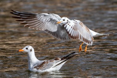 White seagull in the air with open wings. White feathered waterfowl. Urban and small birds.