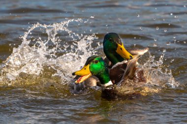 Fight of two ducks with colored feathers for the territory. Fight in the animal world. War for territory. Waterfowl fighting for territory.