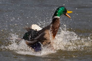 Fight of two ducks with colored feathers for the territory. Fight in the animal world. War for territory. Waterfowl fighting for territory.