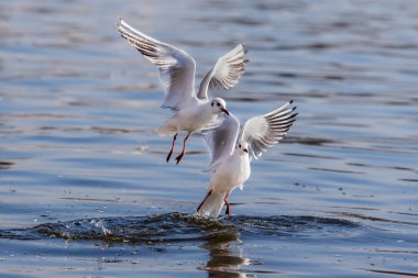 White seagull in the air with open wings. White feathered waterfowl. Urban and small birds.