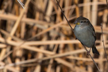 Sparrow perched on a leafless branch. Small urban birds. Endangered bird.