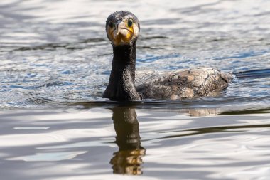 Black-feathered cormorant swimming in the water of a pond. Birds of black plumage and large size. Acuatic birds. sea birds.