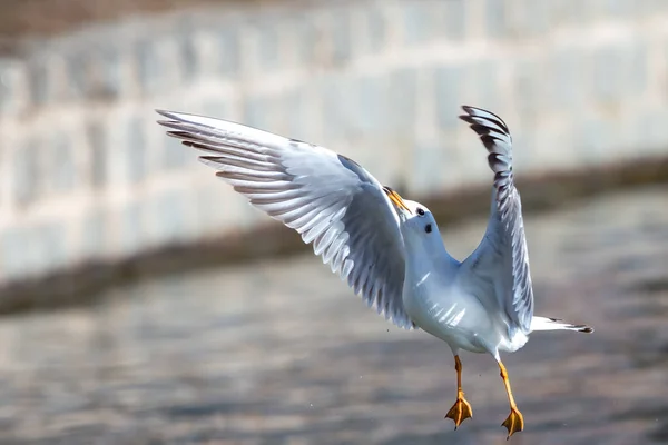 White seagull in the air with open wings. White feathered waterfowl. Urban and small birds.