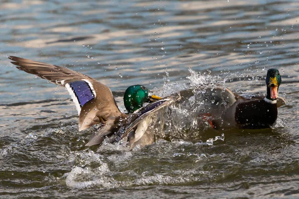 Fight of two ducks with colored feathers for the territory. Fight in the animal world. War for territory. Waterfowl fighting for territory.
