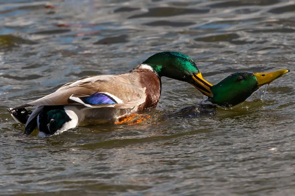 Fight of two ducks with colored feathers for the territory. Fight in the animal world. War for territory. Waterfowl fighting for territory.