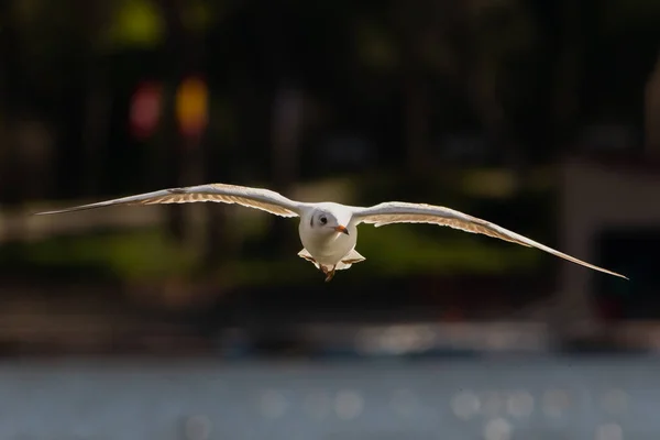 White seagull in the air with open wings. White feathered waterfowl. Urban and small birds.