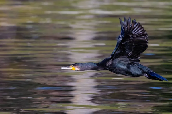 Black-feathered cormorant flying over the water of a pond. Birds of black plumage and large size. Acuatic birds. sea birds.