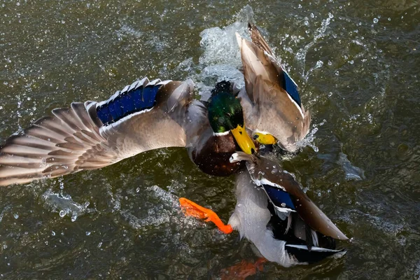 Fight of two ducks with colored feathers for the territory. Fight in the animal world. War for territory. Waterfowl fighting for territory.