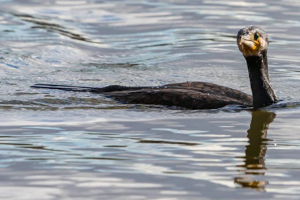 Black-feathered cormorant swimming in the water of a pond. Birds of black plumage and large size. Acuatic birds. sea birds.