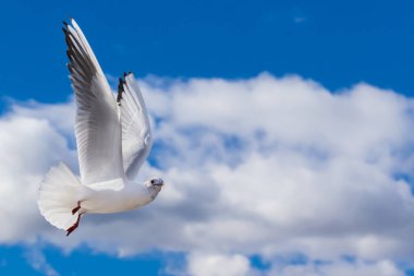 White and gray feathered gulls in flight with open wings over blue sky. Acuatic birds. small birds. Close-up of a seagull.